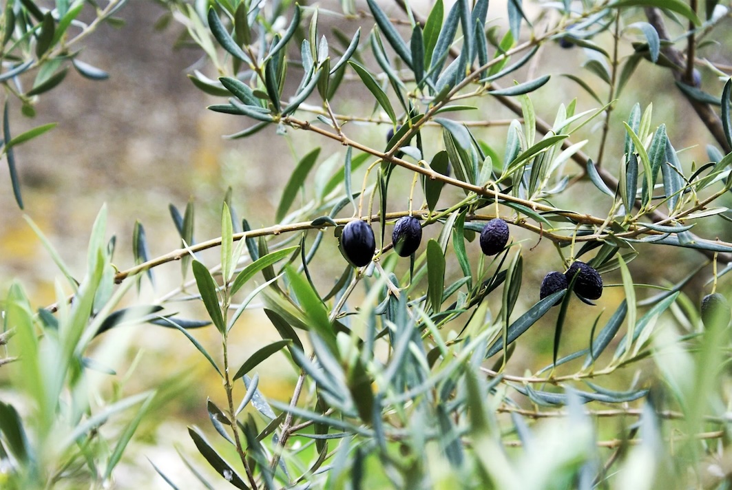 Zeytin “Olea europaea” (yorumsuz)!