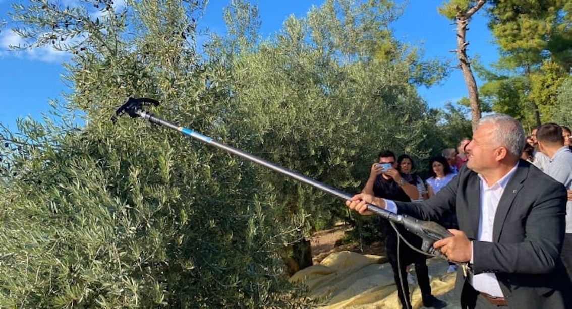 2400 yıllık Hyllarima Antik Kenti’nde zeytin hasadı