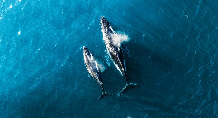Balinaların Nefesindeki tehlike