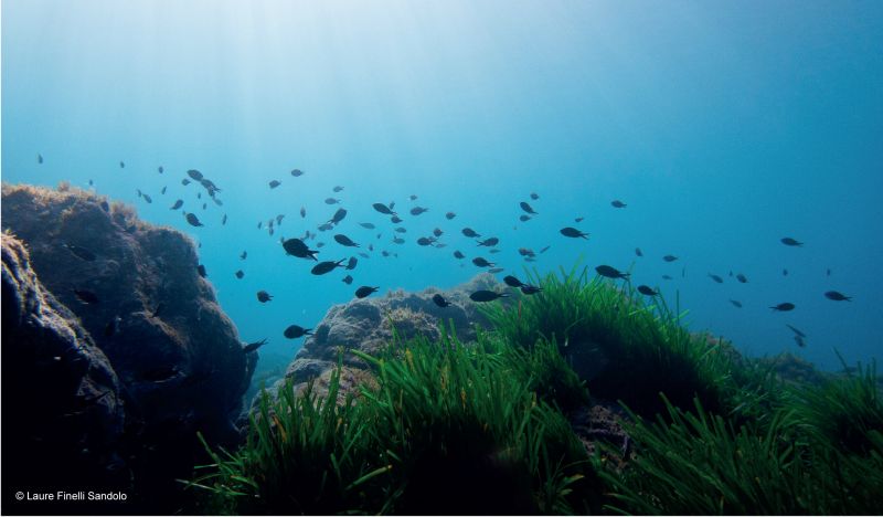 1 Mart Deniz Çayırları Günü Kutlu olsun