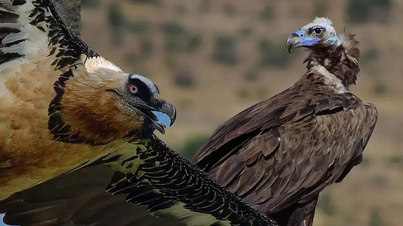 Akbabalar doğayı temizliyor
