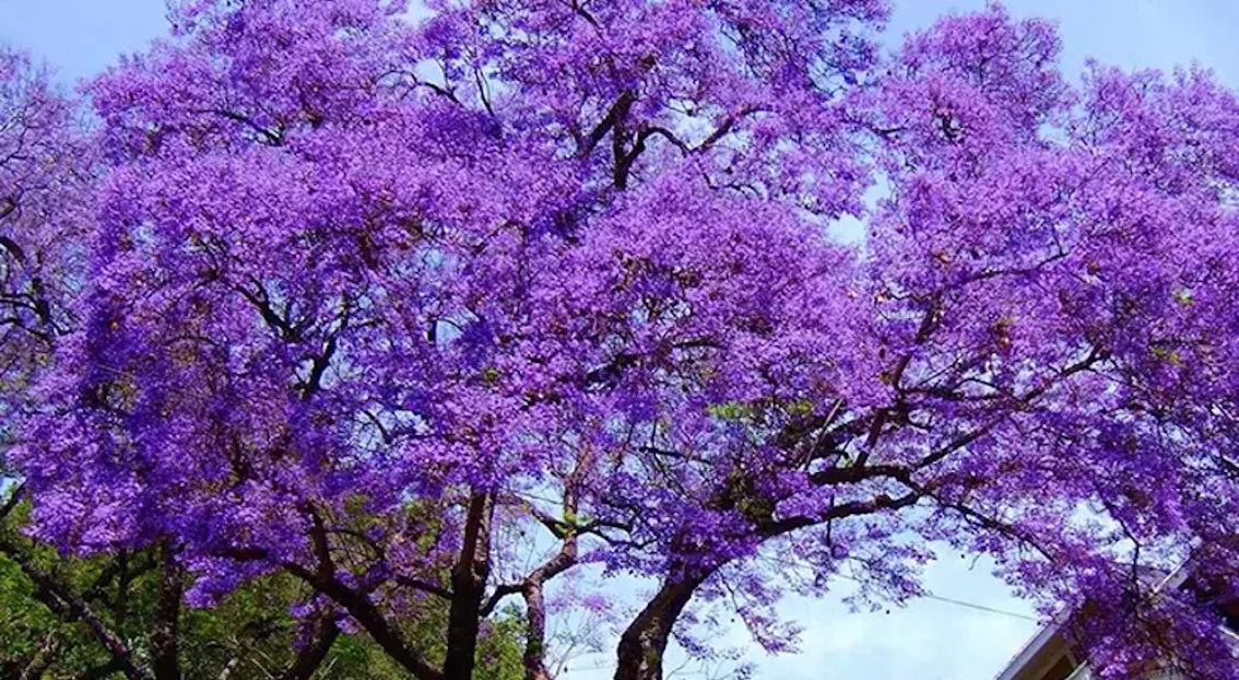 En çevreci ağaç: Pavlonya