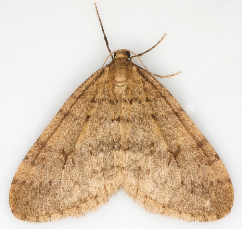 Çevre dostu bantlar Avrupa’da ağaçları koruyor