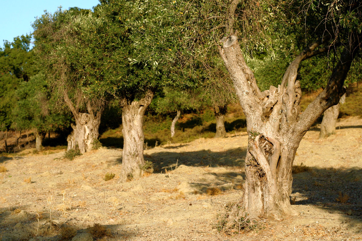 Ladolia zeytinimiz var, koruyalım